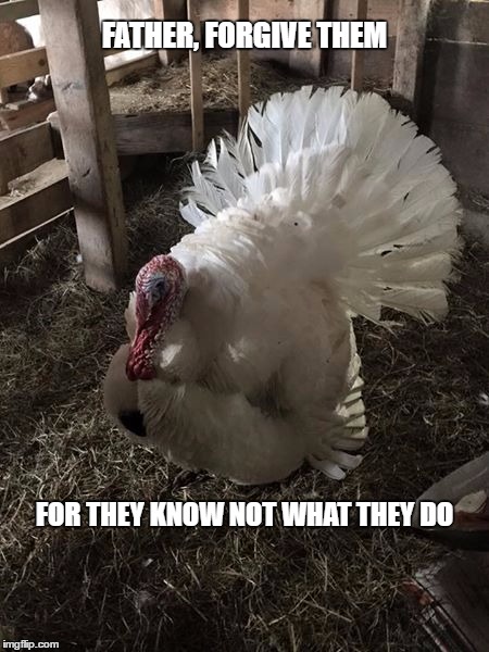 Thanksgiving Jesus | FATHER, FORGIVE THEM; FOR THEY KNOW NOT WHAT THEY DO | image tagged in thanksgiving,jesus,turkey,holiday,gobble,funny | made w/ Imgflip meme maker