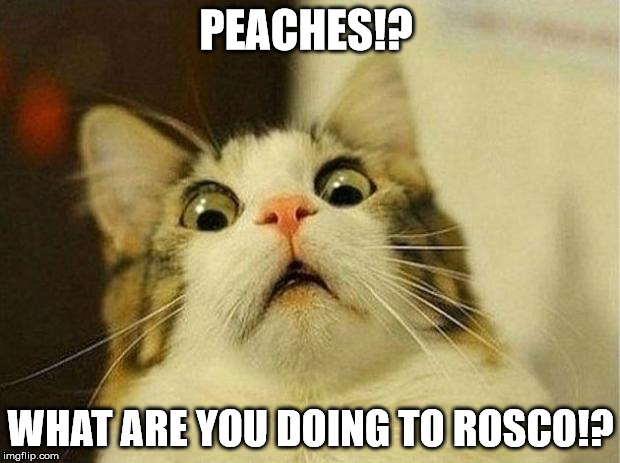 PEACHES!? WHAT ARE YOU DOING TO ROSCO!? | made w/ Imgflip meme maker