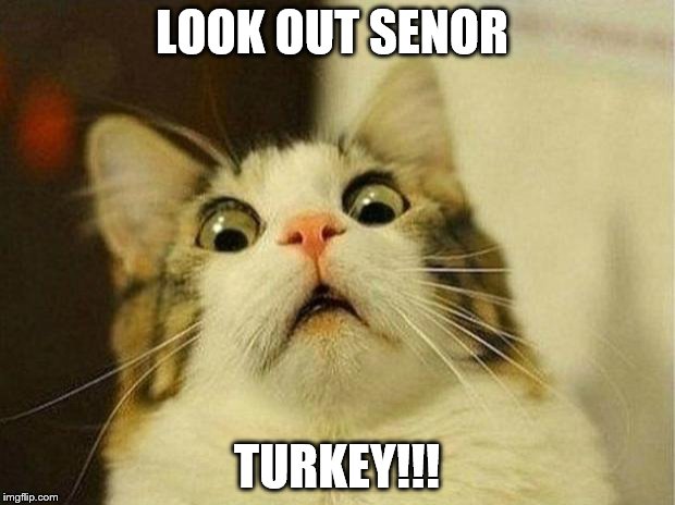 Scared Cat | LOOK OUT SENOR; TURKEY!!! | image tagged in memes,scared cat | made w/ Imgflip meme maker