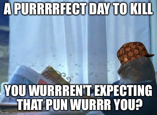 I Should Buy A Boat Cat Meme | A PURRRRFECT DAY TO KILL; YOU WURRREN'T EXPECTING THAT PUN WURRR YOU? | image tagged in memes,i should buy a boat cat,scumbag | made w/ Imgflip meme maker