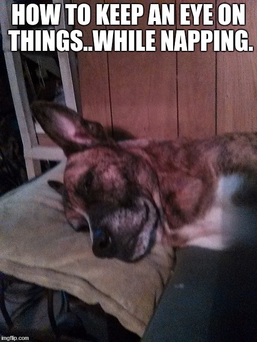 HOW TO KEEP AN EYE ON THINGS..WHILE NAPPING. | image tagged in pets | made w/ Imgflip meme maker