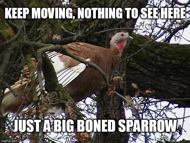 Happy Thanksgiving! | KEEP MOVING, NOTHING TO SEE HERE; JUST A BIG BONED SPARROW | image tagged in noturkey,thanksgiving,funny memes | made w/ Imgflip meme maker
