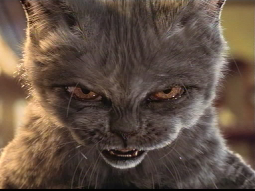 Evil-Cat Memes - Imgflip