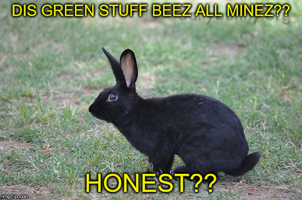 Green | DIS GREEN STUFF BEEZ ALL MINEZ?? HONEST?? | image tagged in memes | made w/ Imgflip meme maker