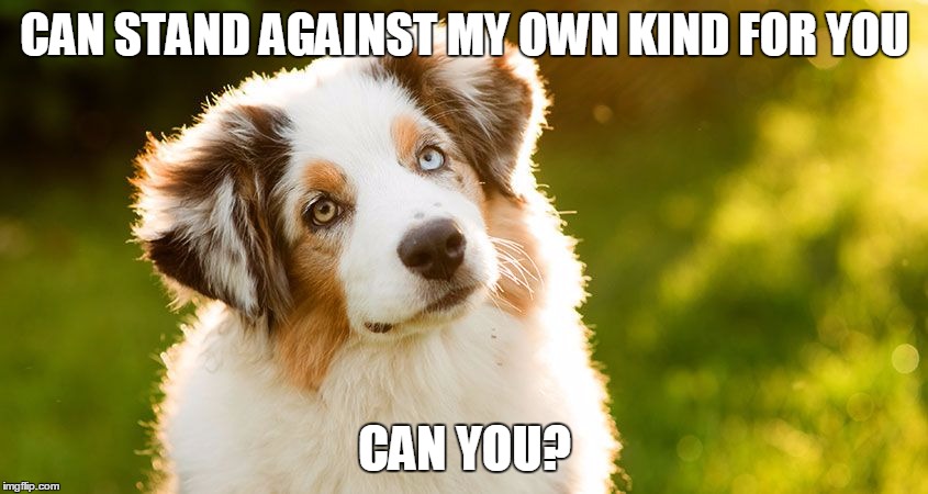 CAN STAND AGAINST MY OWN KIND FOR YOU; CAN YOU? | image tagged in dogs | made w/ Imgflip meme maker