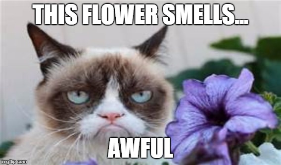 THIS FLOWER SMELLS... AWFUL | made w/ Imgflip meme maker