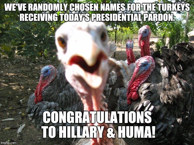 Hat tip to @JoshEarnst | WE'VE RANDOMLY CHOSEN NAMES FOR THE TURKEYS RECEIVING TODAY'S PRESIDENTIAL PARDON. CONGRATULATIONS TO HILLARY & HUMA! | image tagged in turkeys,thanksgiving,hillary clinton | made w/ Imgflip meme maker