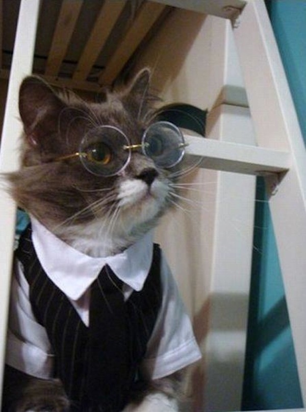 Cat-Suit-Glasses Blank Meme Template