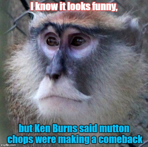 Monkey mutton chops | I know it looks funny, but Ken Burns said mutton chops were making a comeback | image tagged in monkey,civil war,beard,pbs | made w/ Imgflip meme maker