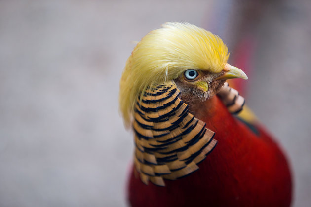 High Quality Trump Bird Blank Meme Template