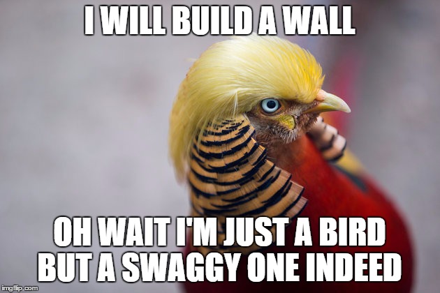Trump Bird | I WILL BUILD A WALL; OH WAIT I'M JUST A BIRD BUT A SWAGGY ONE INDEED | image tagged in trump bird | made w/ Imgflip meme maker