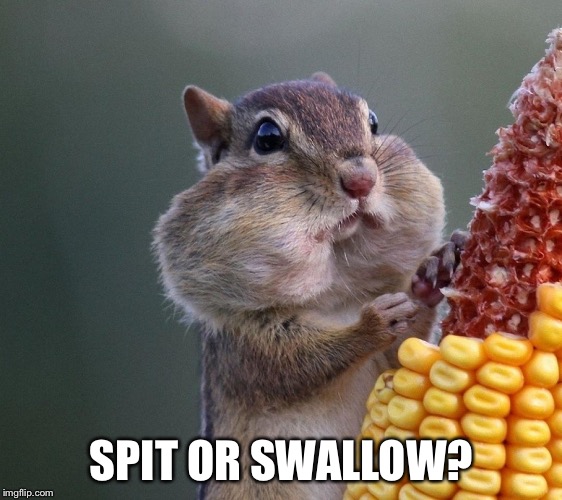 Thanksgiving Squirrel | SPIT OR SWALLOW? | image tagged in thanksgiving squirrel | made w/ Imgflip meme maker