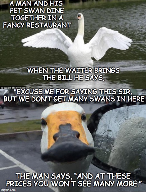 A Fleeting Moment | A MAN AND HIS PET SWAN DINE TOGETHER IN A FANCY RESTAURANT; WHEN THE WAITER BRINGS THE BILL HE SAYS, ”EXCUSE ME FOR SAYING THIS SIR, BUT WE DON’T GET MANY SWANS IN HERE; THE MAN SAYS, “AND AT THESE PRICES YOU WON’T SEE MANY MORE.” | image tagged in swan,funny memes | made w/ Imgflip meme maker