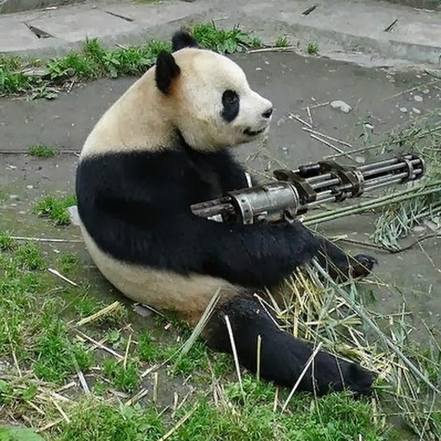 High Quality Panda With Machine Gun Blank Meme Template