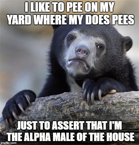 Confession Bear Meme | I LIKE TO PEE ON MY YARD WHERE MY DOES PEES; JUST TO ASSERT THAT I'M THE ALPHA MALE OF THE HOUSE | image tagged in memes,confession bear | made w/ Imgflip meme maker