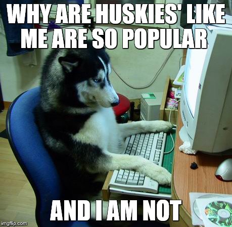 I Have No Idea What I Am Doing | WHY ARE HUSKIES' LIKE ME ARE SO POPULAR; AND I AM NOT | image tagged in memes,i have no idea what i am doing | made w/ Imgflip meme maker