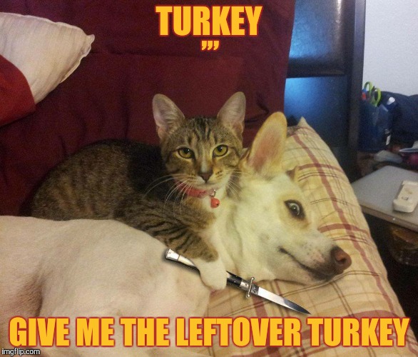 cat, dog & knife | ,,, TURKEY; GIVE ME THE LEFTOVER TURKEY | image tagged in cat dog & knife | made w/ Imgflip meme maker