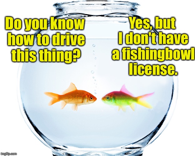 Do you know how to drive this thing? | Yes, but I don't have a fishingbowl license. Do you know how to drive this thing? | image tagged in fishbowl | made w/ Imgflip meme maker