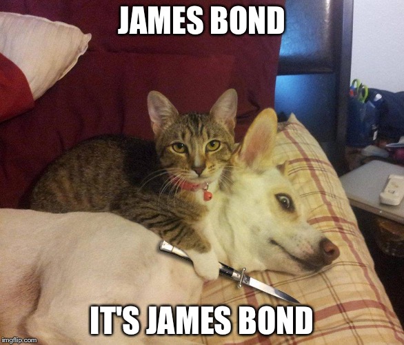 cat, dog & knife | JAMES BOND; IT'S JAMES BOND | image tagged in cat dog & knife | made w/ Imgflip meme maker