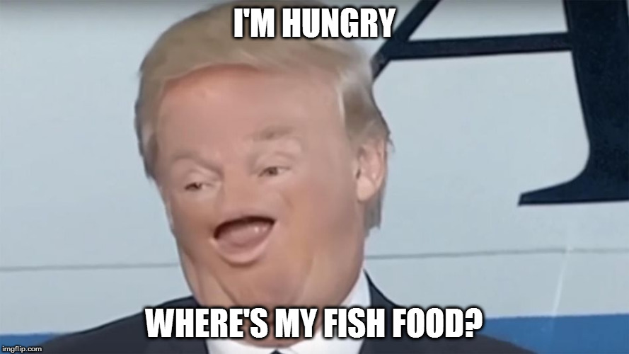 I'M HUNGRY; WHERE'S MY FISH FOOD? | image tagged in fish food | made w/ Imgflip meme maker