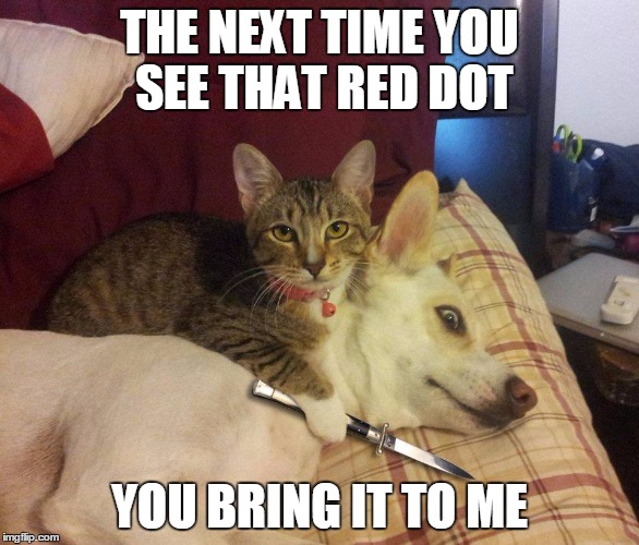 cat, dog & knife | THE NEXT TIME YOU SEE THAT RED DOT; YOU BRING IT TO ME | image tagged in cat dog & knife | made w/ Imgflip meme maker