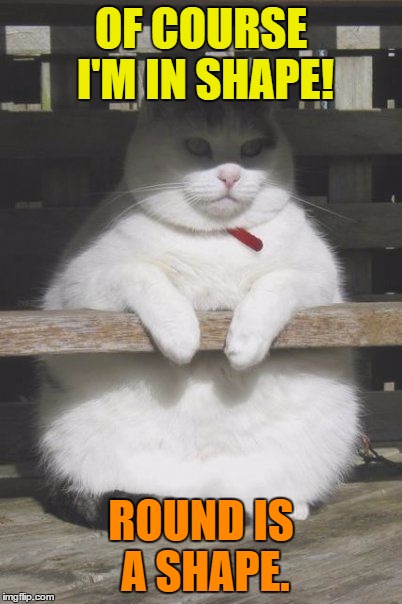 I'm in shape | OF COURSE I'M IN SHAPE! ROUND IS A SHAPE. | image tagged in memes,funny,funny memes,cat,shape | made w/ Imgflip meme maker