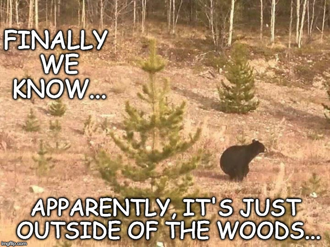Well, Does He or Doesn't He?? | FINALLY WE KNOW... APPARENTLY, IT'S JUST OUTSIDE OF THE WOODS... | image tagged in bear,funny meme | made w/ Imgflip meme maker