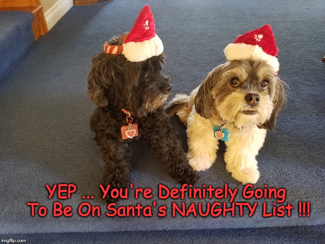 Pepper and Zoey | YEP ... You're Definitely Going To Be On Santa's NAUGHTY List !!! | image tagged in pepper | made w/ Imgflip meme maker