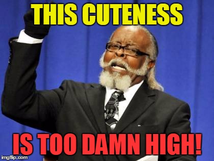 Too Damn High Meme | THIS CUTENESS IS TOO DAMN HIGH! | image tagged in memes,too damn high | made w/ Imgflip meme maker