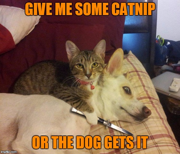What happens when you bring in street cats. | GIVE ME SOME CATNIP; OR THE DOG GETS IT | image tagged in cat dog & knife | made w/ Imgflip meme maker