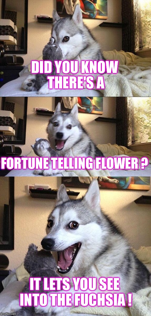 Bad Pun Dog | DID YOU KNOW THERE'S A; FORTUNE TELLING FLOWER ? IT LETS YOU SEE INTO THE FUCHSIA ! | image tagged in memes,bad pun dog | made w/ Imgflip meme maker