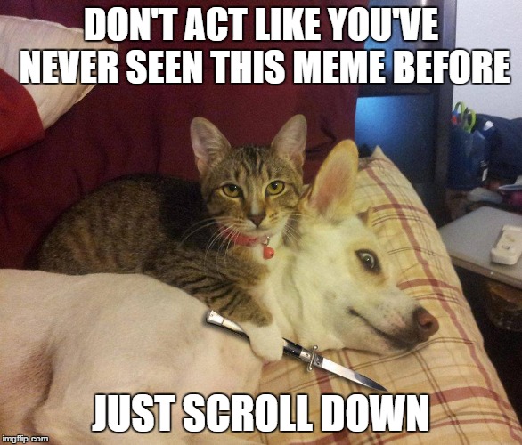 cat, dog & knife | DON'T ACT LIKE YOU'VE NEVER SEEN THIS MEME BEFORE; JUST SCROLL DOWN | image tagged in cat dog & knife | made w/ Imgflip meme maker