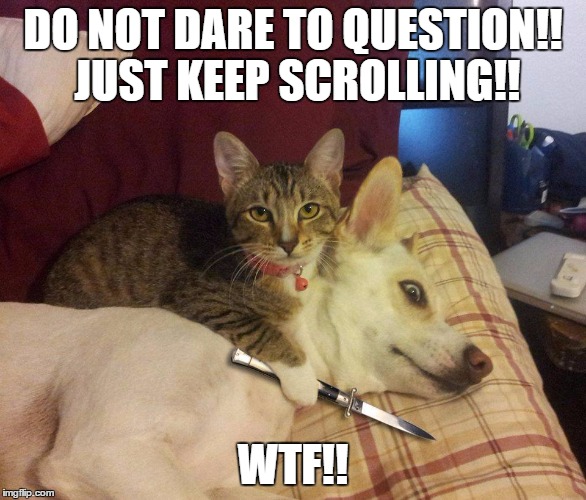 cat, dog & knife | DO NOT DARE TO QUESTION!! JUST KEEP SCROLLING!! WTF!! | image tagged in cat dog & knife | made w/ Imgflip meme maker