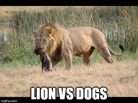 LION VS DOGS | made w/ Imgflip meme maker