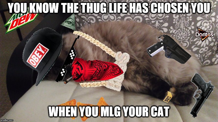 MLG cat  | YOU KNOW THE THUG LIFE HAS CHOSEN YOU; WHEN YOU MLG YOUR CAT | image tagged in mlg | made w/ Imgflip meme maker