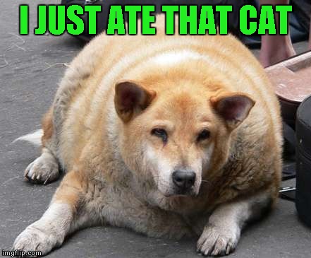 I JUST ATE THAT CAT | made w/ Imgflip meme maker