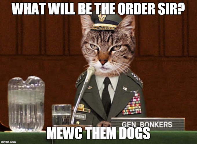 General Pussay | WHAT WILL BE THE ORDER SIR? MEWC THEM DOGS | image tagged in general pussay | made w/ Imgflip meme maker
