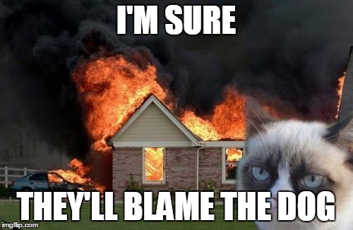 if he'd survive | I'M SURE; THEY'LL BLAME THE DOG | image tagged in memes,burn kitty,grumpy cat | made w/ Imgflip meme maker