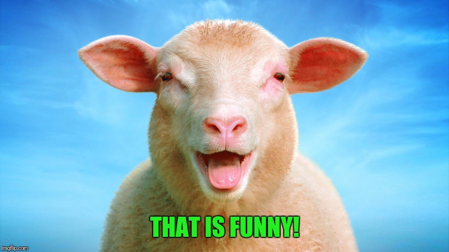 Laughing-sheep | THAT IS FUNNY! | image tagged in laughing-sheep | made w/ Imgflip meme maker