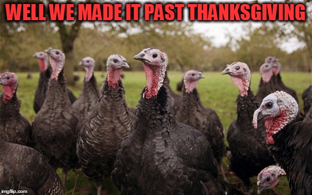 Turkeys | WELL WE MADE IT PAST THANKSGIVING | image tagged in turkeys | made w/ Imgflip meme maker