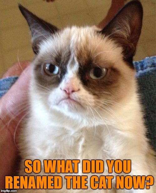 Grumpy Cat Meme | SO WHAT DID YOU RENAMED THE CAT NOW? | image tagged in memes,grumpy cat | made w/ Imgflip meme maker