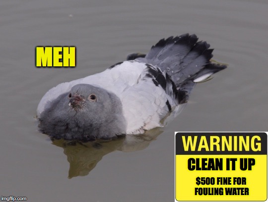 Water Fowl | MEH; CLEAN IT UP; $500 FINE FOR FOULING WATER | image tagged in pollution,pigeon | made w/ Imgflip meme maker