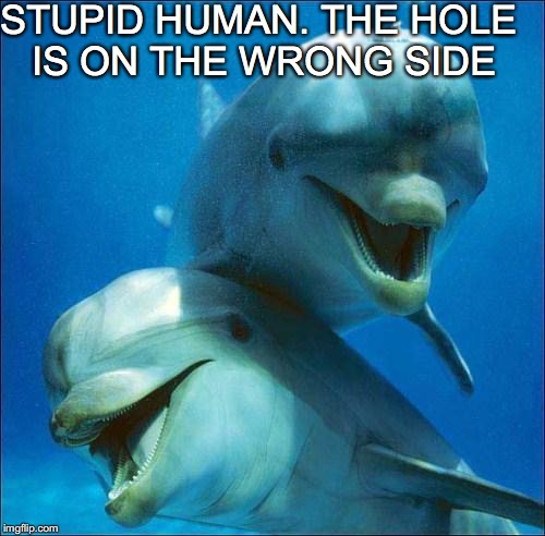 STUPID HUMAN. THE HOLE IS ON THE WRONG SIDE | made w/ Imgflip meme maker