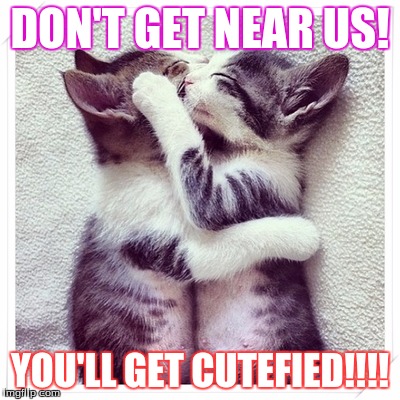 Baby cats | DON'T GET NEAR US! YOU'LL GET CUTEFIED!!!! | image tagged in baby cats | made w/ Imgflip meme maker