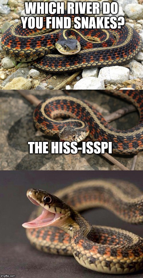 Snake Puns | WHICH RIVER DO YOU FIND SNAKES? THE HISS-ISSPI | image tagged in snake puns | made w/ Imgflip meme maker