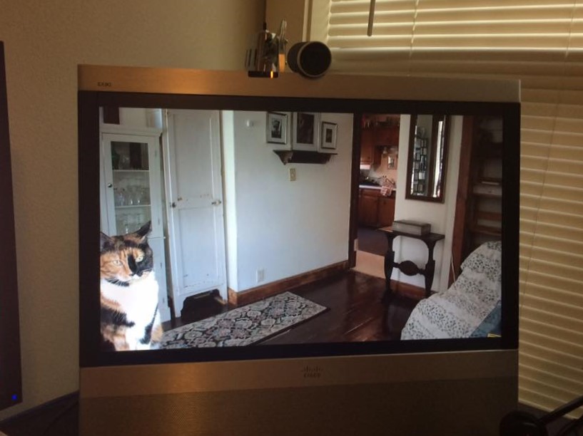 Cat Video Conference Blank Meme Template