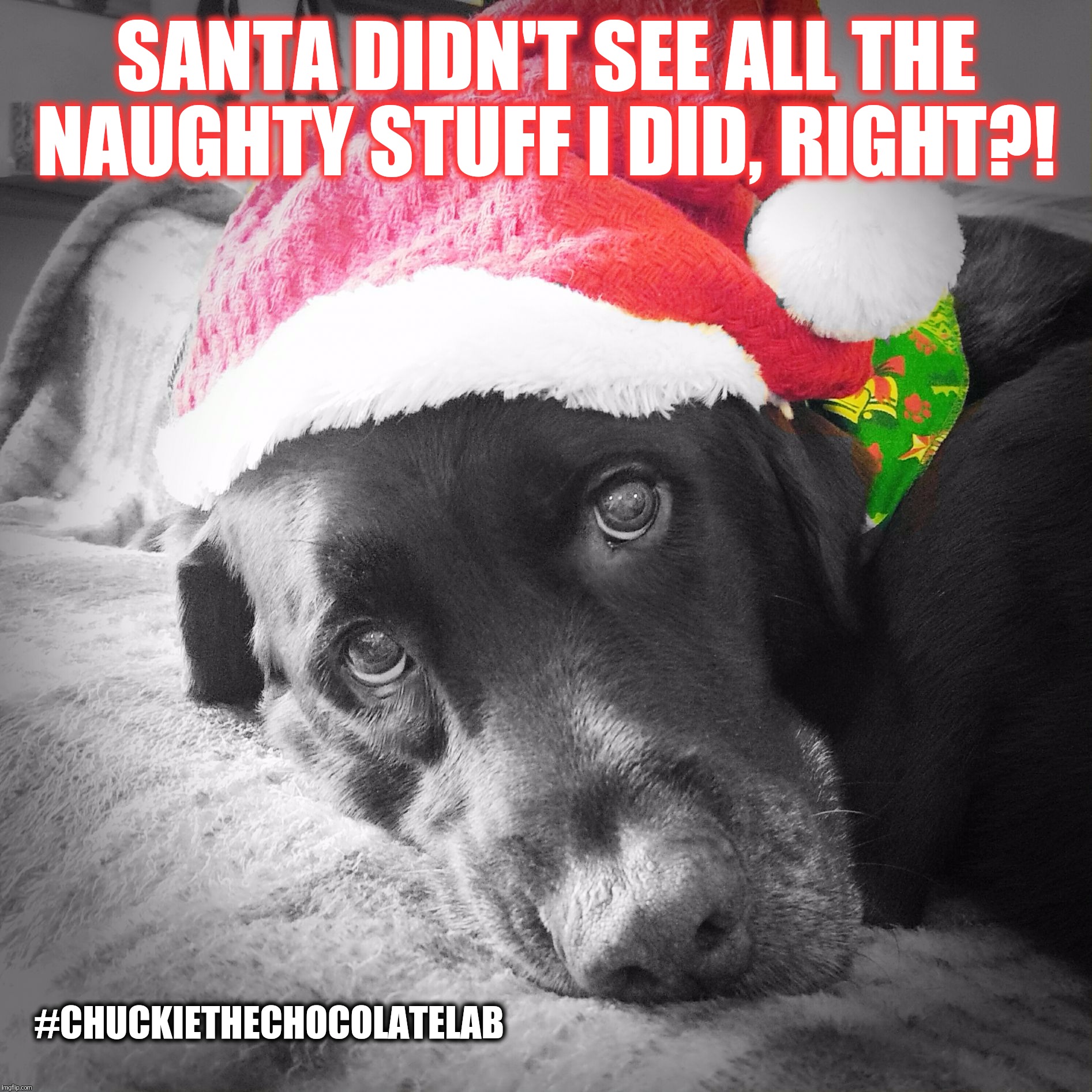 Santa didn't see all the naughty stuff I did, right?  | SANTA DIDN'T SEE ALL THE NAUGHTY STUFF I DID, RIGHT?! #CHUCKIETHECHOCOLATELAB | image tagged in chuckie the chocolate lab,santa,naughty list,christmas,funny,dogs | made w/ Imgflip meme maker