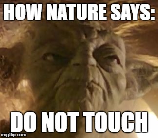 Yoda | HOW NATURE SAYS:; DO NOT TOUCH | image tagged in angry yoda | made w/ Imgflip meme maker