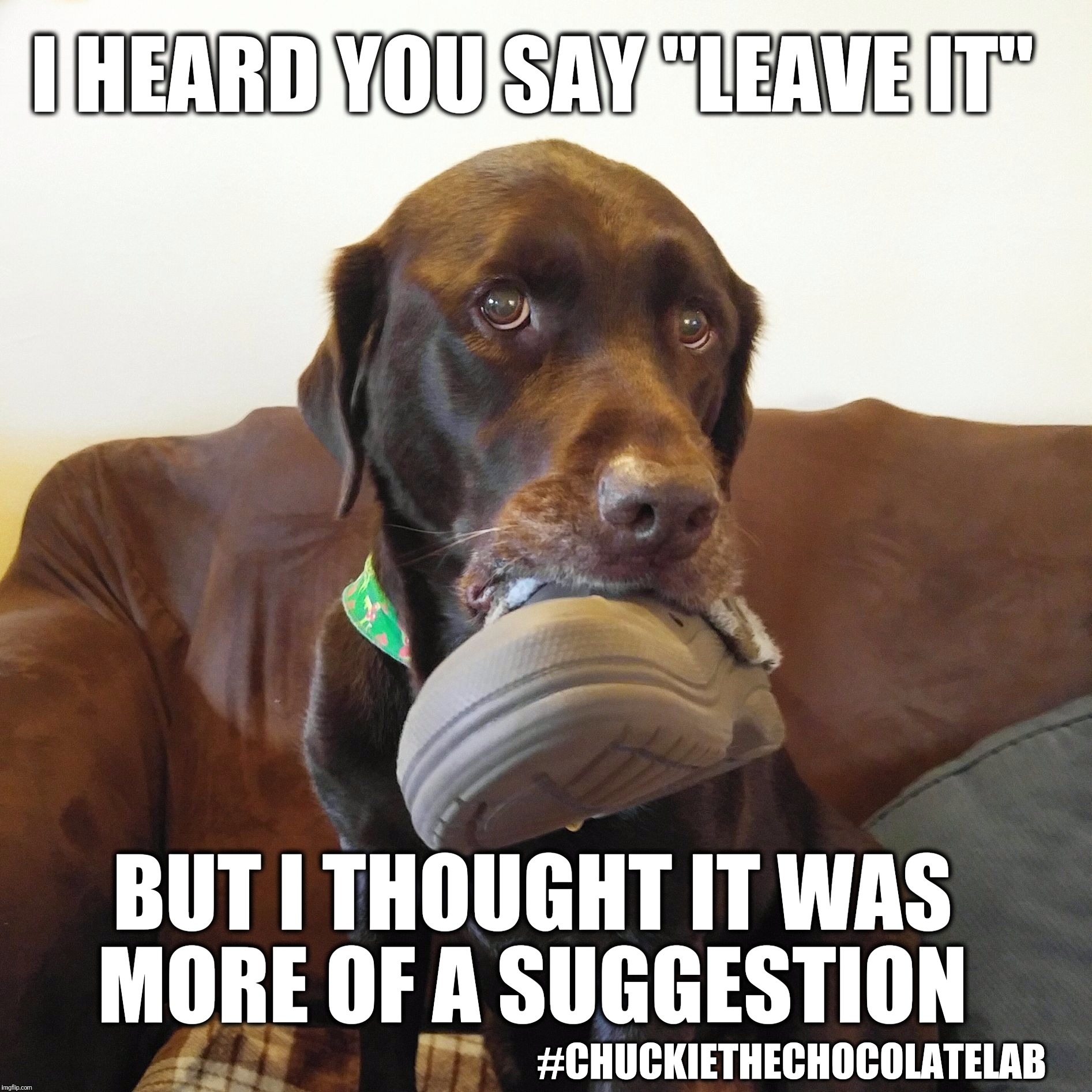 I heard you say "Leave it" but I thought it was more of a suggestion  | I HEARD YOU SAY "LEAVE IT"; BUT I THOUGHT IT WAS MORE OF A SUGGESTION; #CHUCKIETHECHOCOLATELAB | image tagged in chuckie the chocolate lab,naughty,funny dog memes,dogs,funny,stealing shoes | made w/ Imgflip meme maker