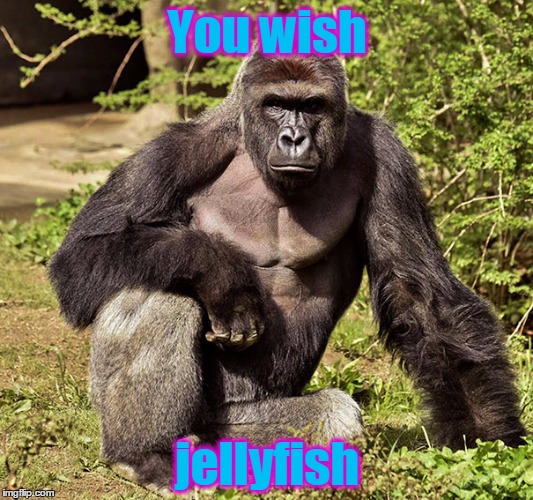 You wish jellyfish | made w/ Imgflip meme maker